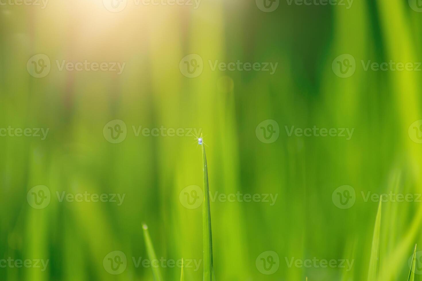 groen blad van rijst- fabriek in rijst- veld- foto