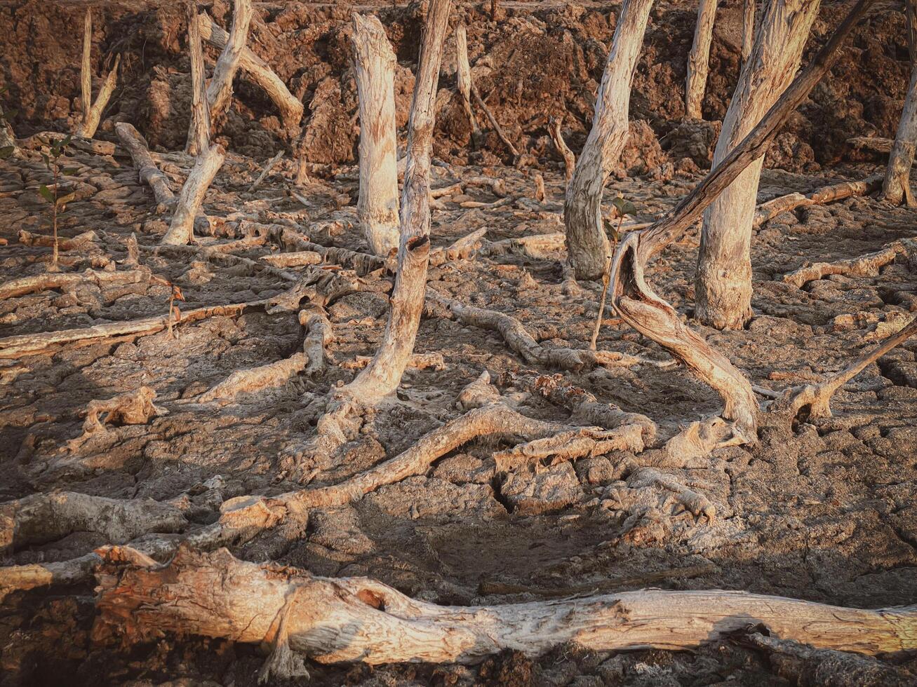 verwoesting mangrove Woud landschap, verwoesting mangrove Woud is een ecosysteem dat heeft geweest ernstig gedegradeerd of geëlimineerd zo net zo leefgebied, en vervuiling, nemen zorg van de mangrove Woud. foto