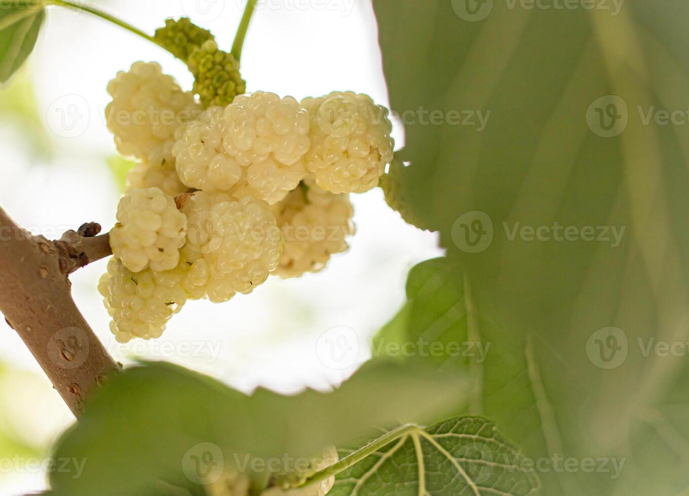 moerbei fruit, welke toenemen in centraal Azië, zijn zoet eetbaar fruit, de rijpen seizoen van welke valt in half april. foto