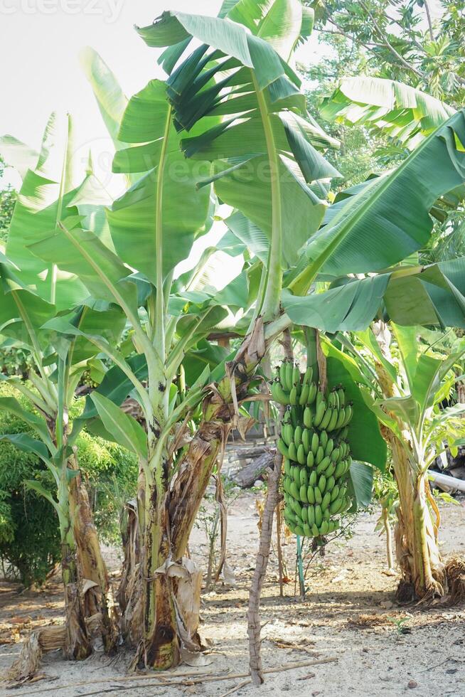 onrijp banaan in de bomen met groen kleur foto