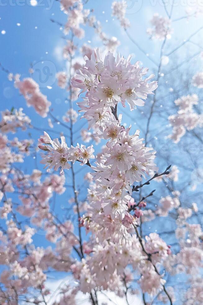 roze sakura bloemen Aan blauw lucht in zon lichten. delicaat voorjaar achtergrond foto