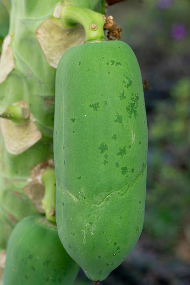 single van rauw papaja fruit Aan een groen boom dat vult de Oppervlakte van de boom. afbeelding verticaal visie. foto