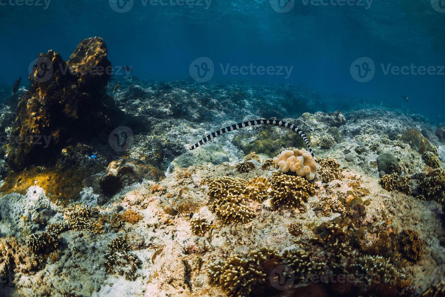 onderwater- tafereel met koralen en zee slang in tropisch oceaan foto