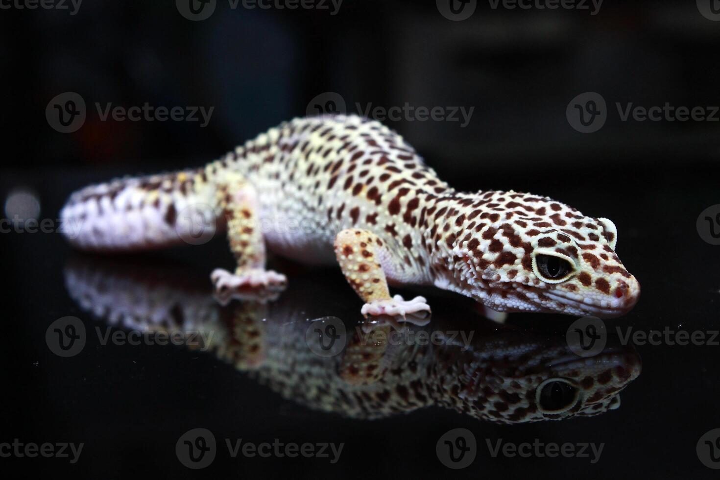 een schattig gezicht luipaard gekko foto