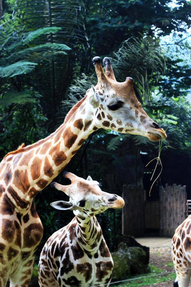 groot mam giraffe en haar baby giraffe foto