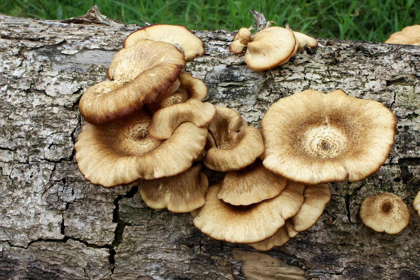 champignons Aan de dood boom log foto