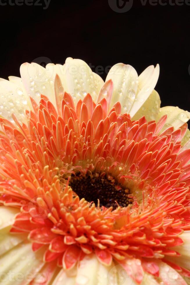 gerbera bloem met water laten vallen foto