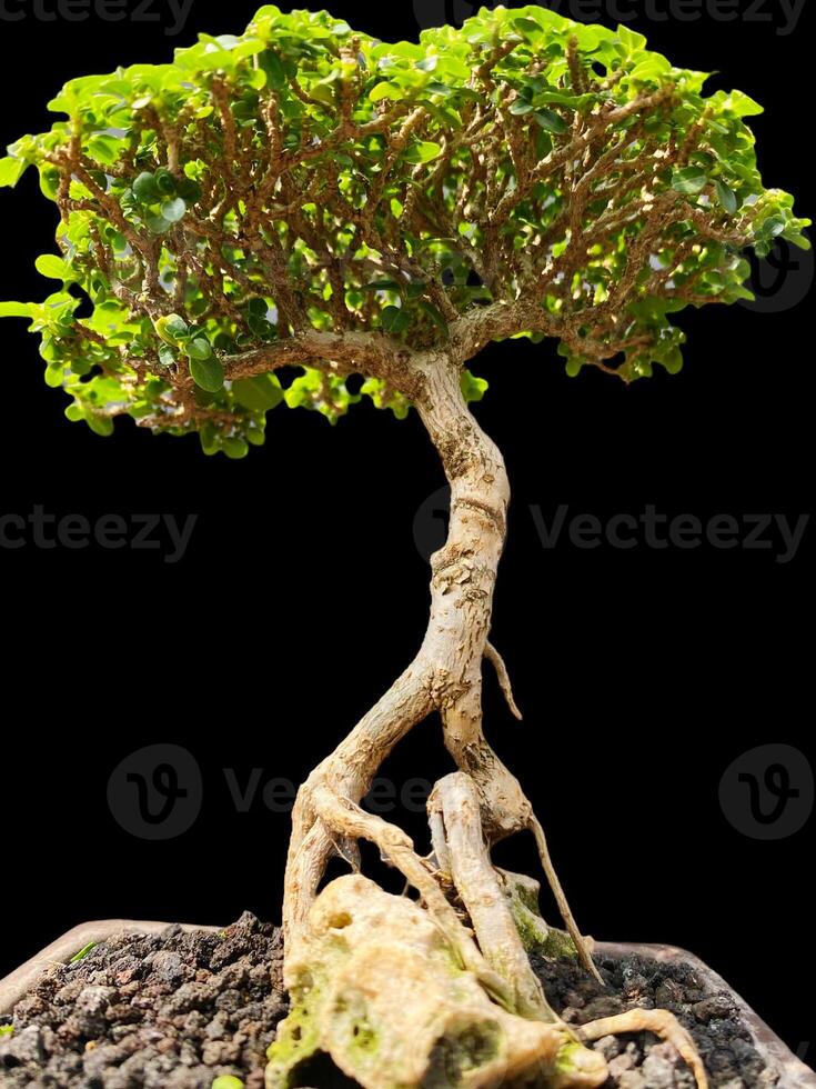 bonsai boom in een decoratief pot foto