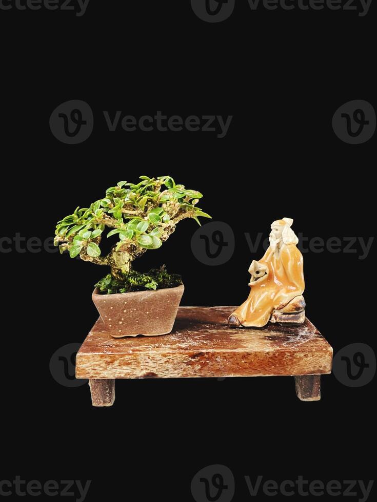 bonsai boom in een decoratief pot foto