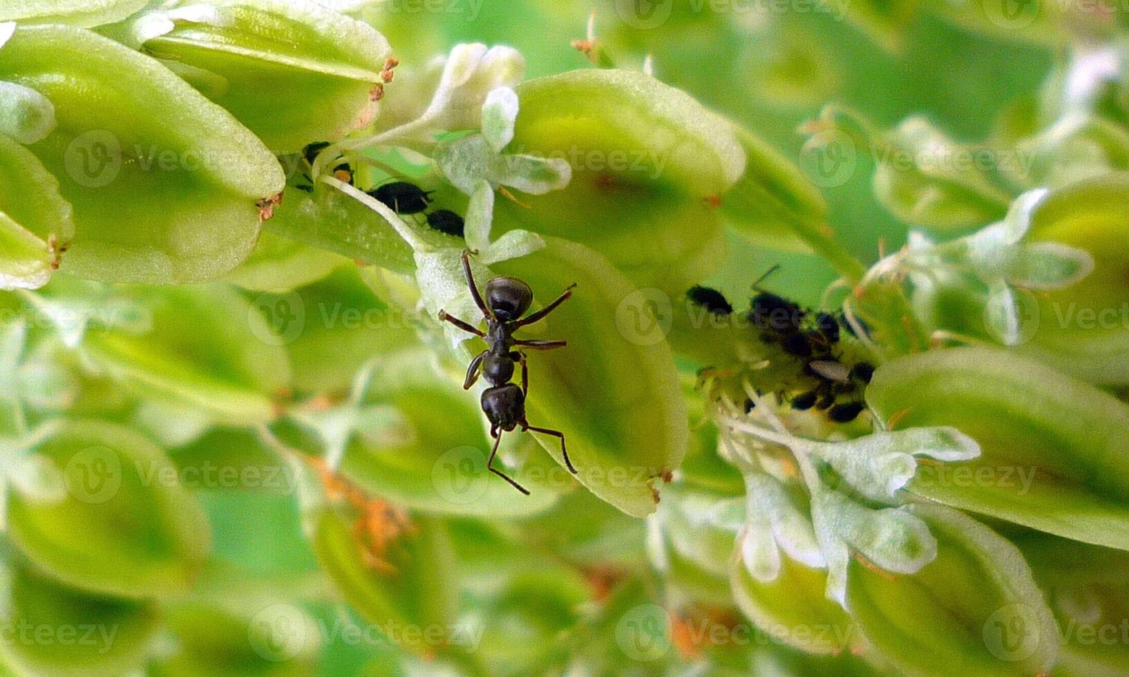 macro mier foto