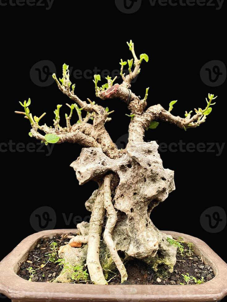 bonsai boom in een decoratief pot foto