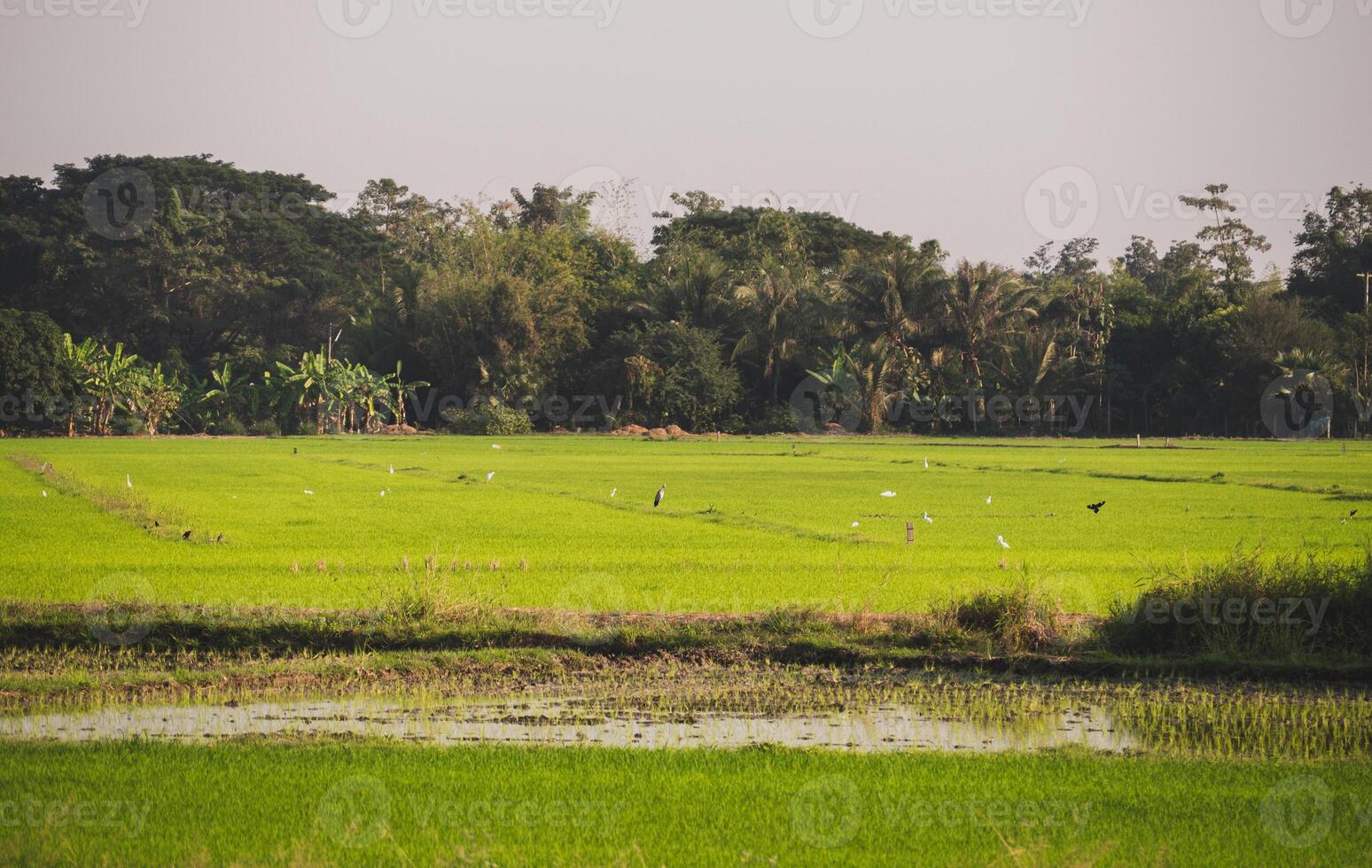 vredig schapen begrazing in de veld- Bij Thailand foto