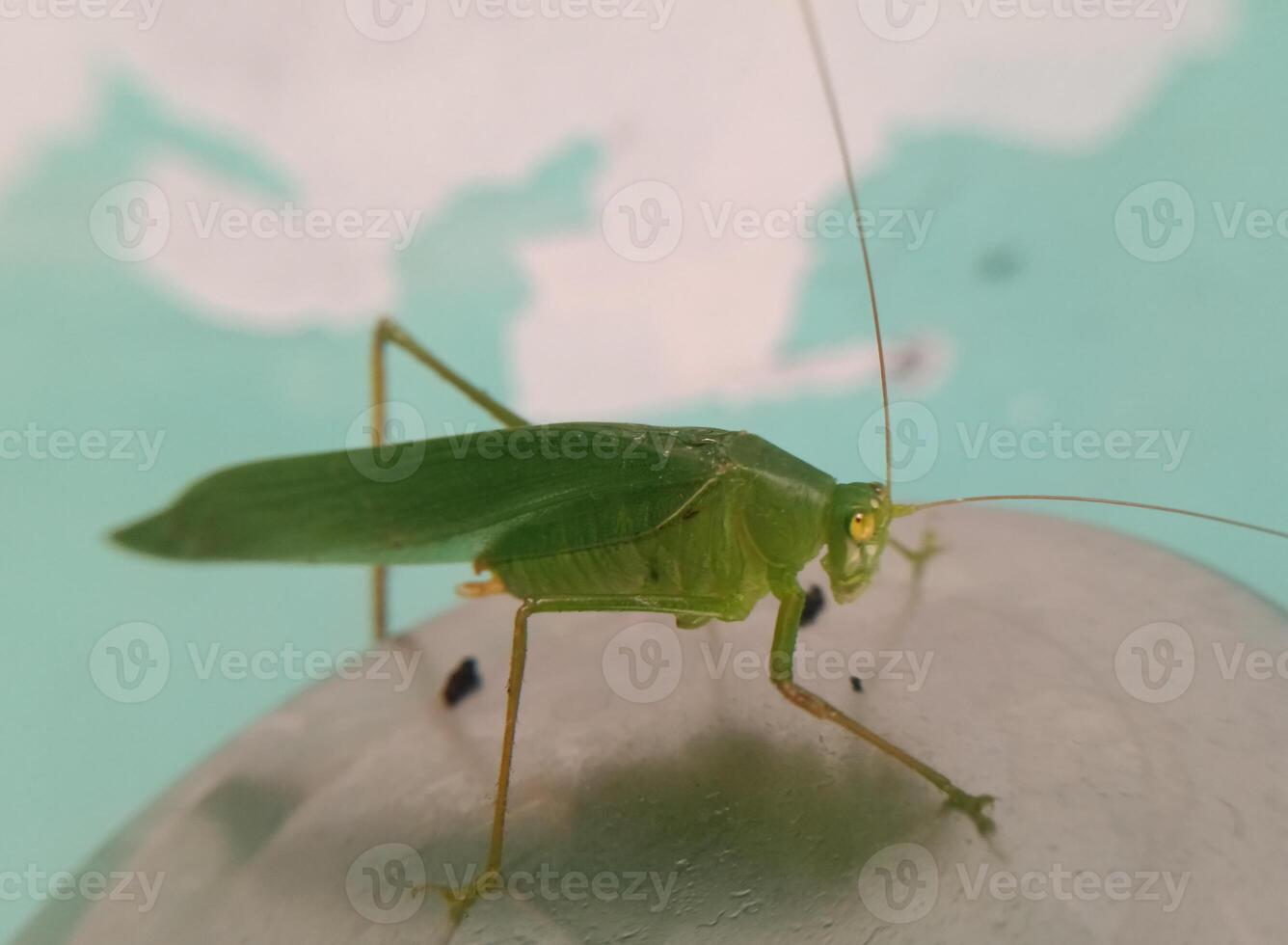 dichtbij visie van groen sprinkhaan foto