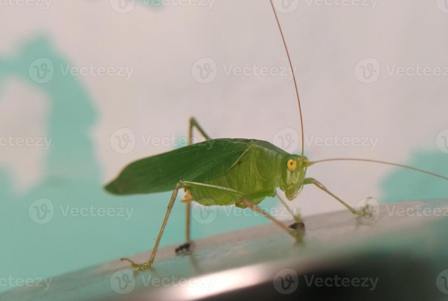 dichtbij visie van groen sprinkhaan foto