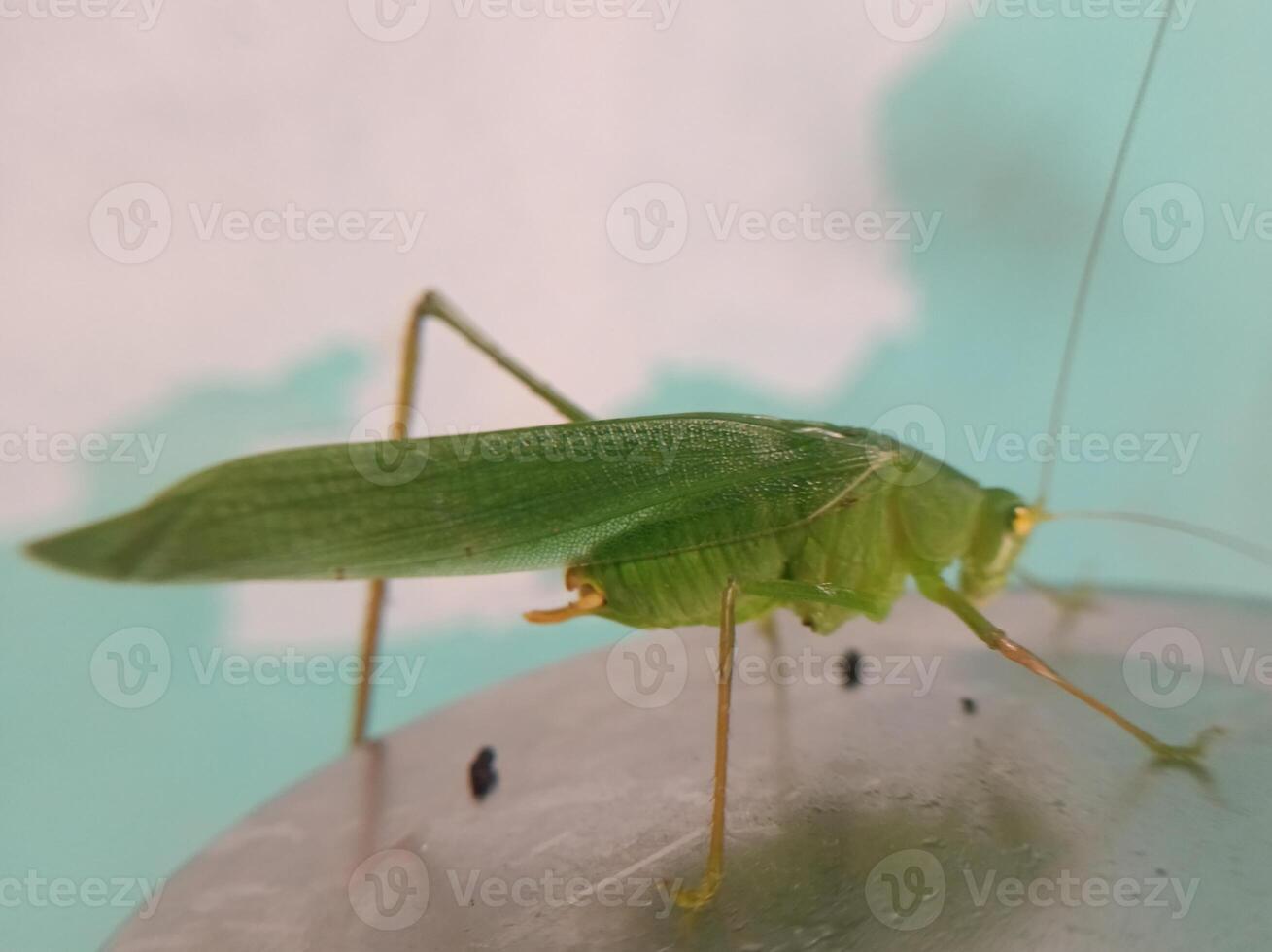 dichtbij visie van groen sprinkhaan foto