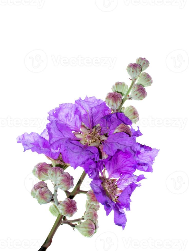 lagerstroemia speciosa bloem foto