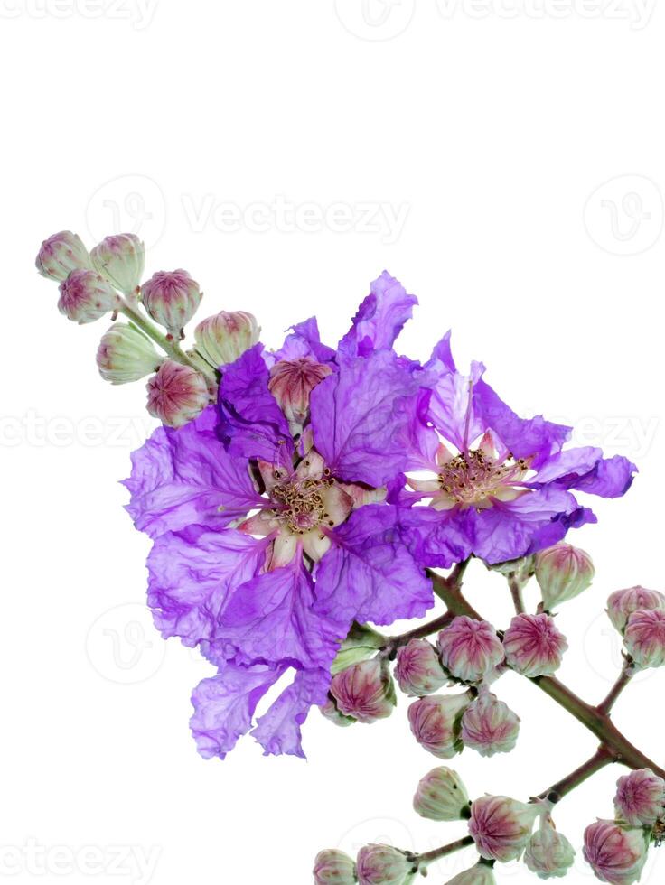 lagerstroemia speciosa bloem foto