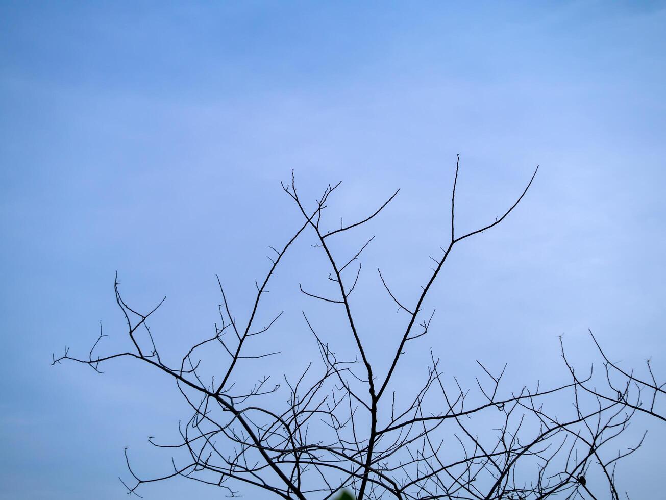 silhouet van Afdeling met blauw lucht. foto