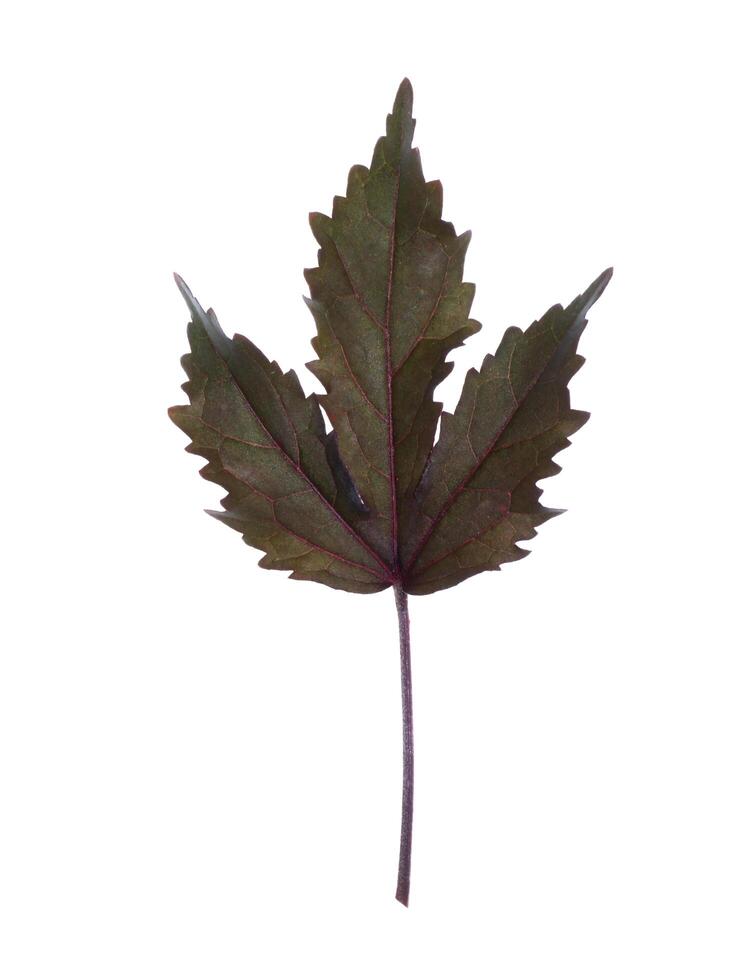 dichtbij omhoog blad van veenbes hibiscus foto