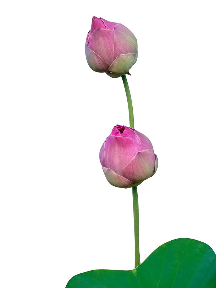 dichtbij omhoog roze lotus bloem. foto