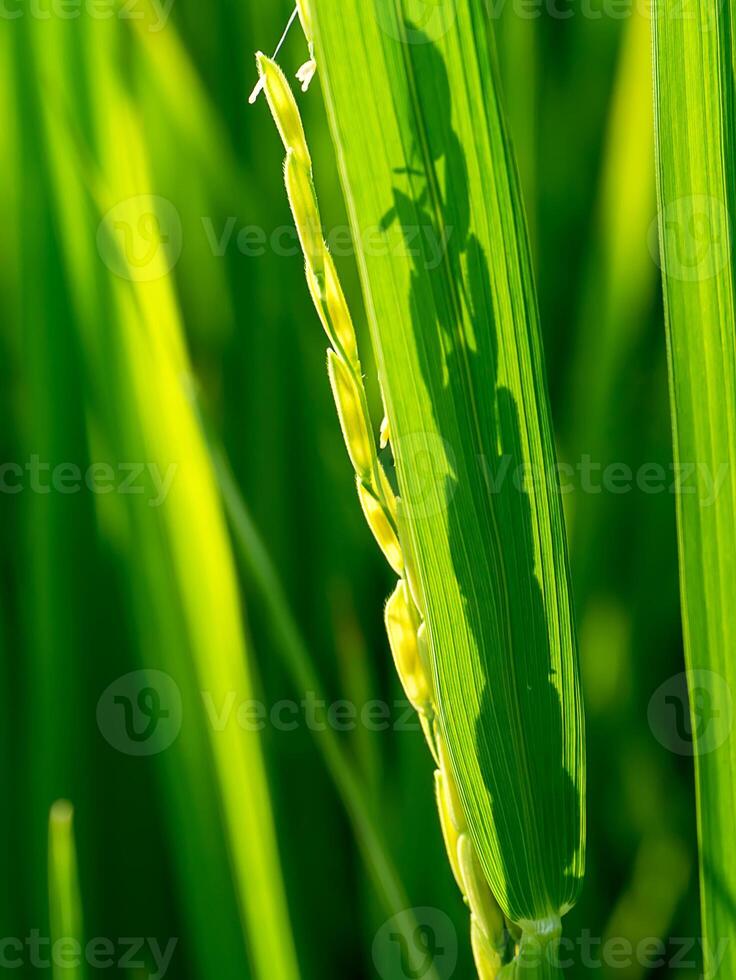 dichtbij omhoog van rijst- bloem. foto