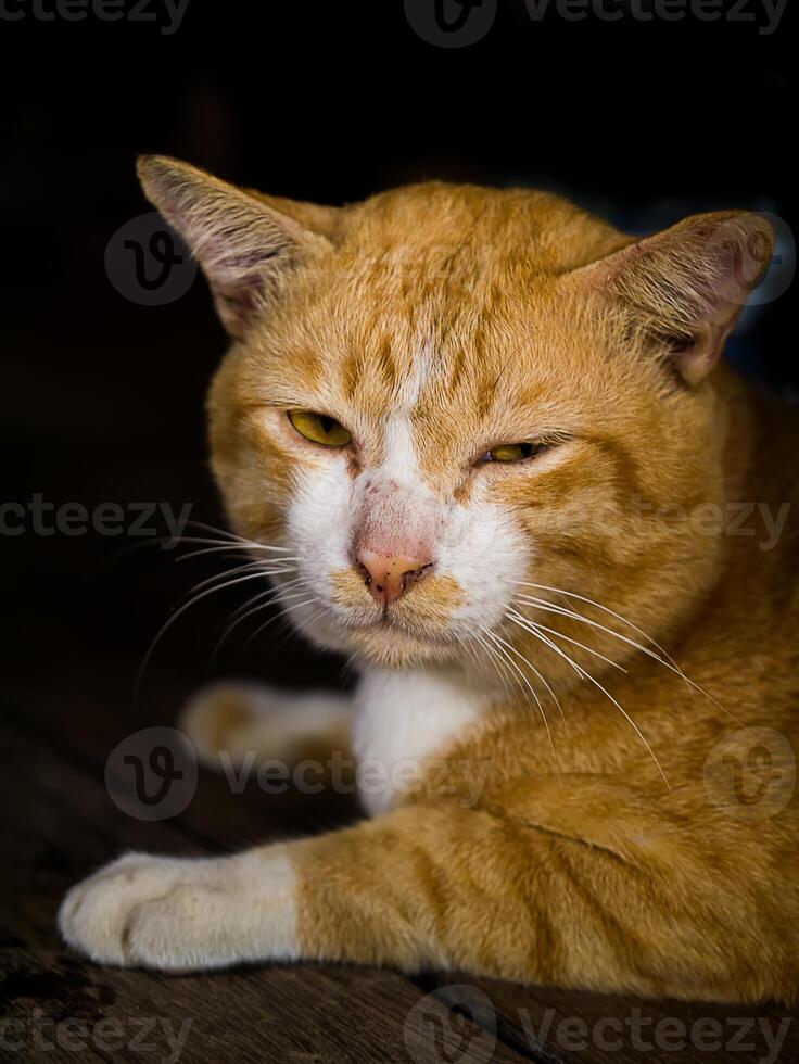 detailopname van kat op zoek foto