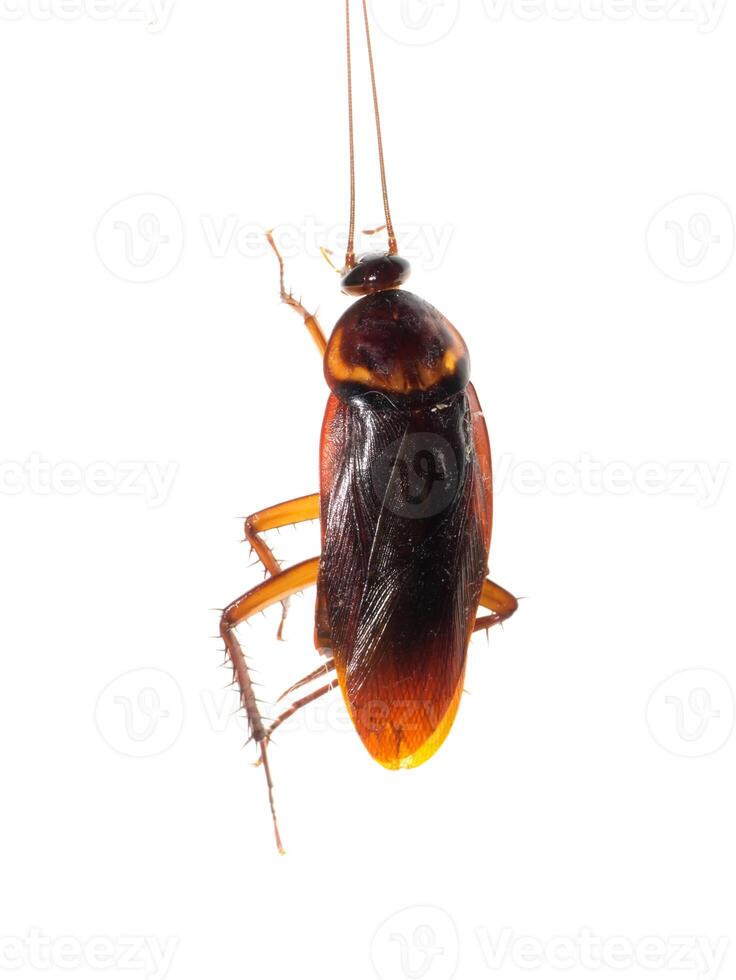 dichtbij omhoog kakkerlakken dood foto
