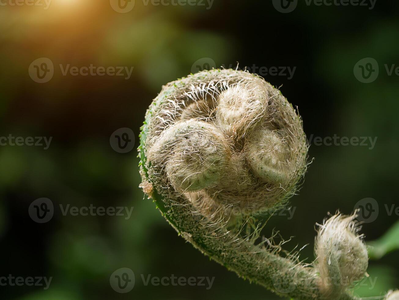 dichtbij omhoog varen bladeren. foto