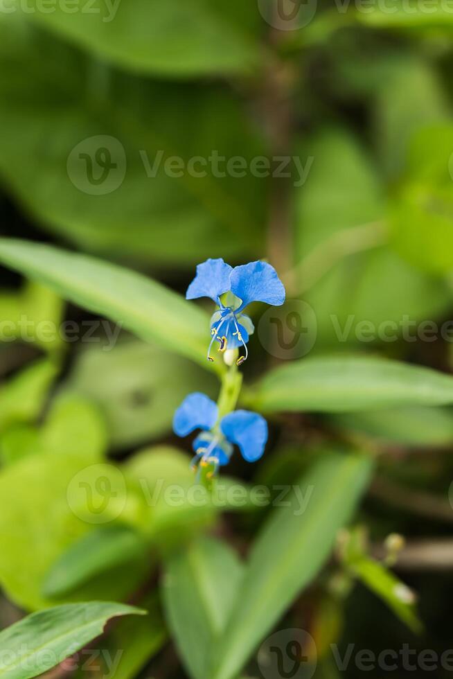 blauw bloem van beklimming dagbloem foto