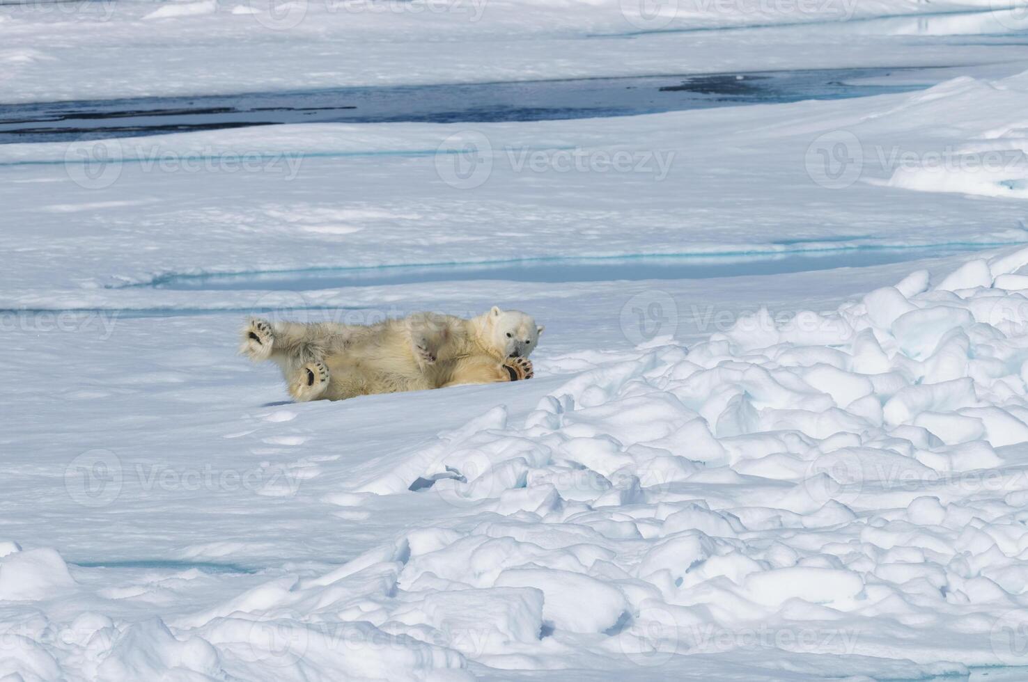 mannetje polair beer, ursus maritimus, resting en uitrekken Aan de pak ijs, Spitsbergen eiland, Spitsbergen archipel, Noorwegen, Europa foto