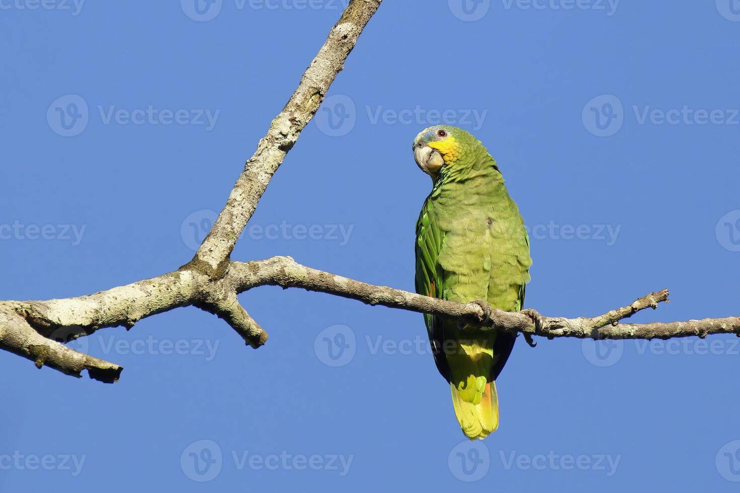 oranje gevleugeld papegaai, amazone amazone Amazonië, amazon bassin, Brazilië foto