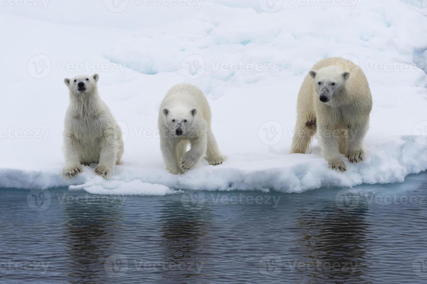 moeder polair beer, ursus maritimus, met 2 welpen Aan de rand van een smelten ijs ijsschots, Spitsbergen eiland, Spitsbergen archipel, Noorwegen, Europa foto