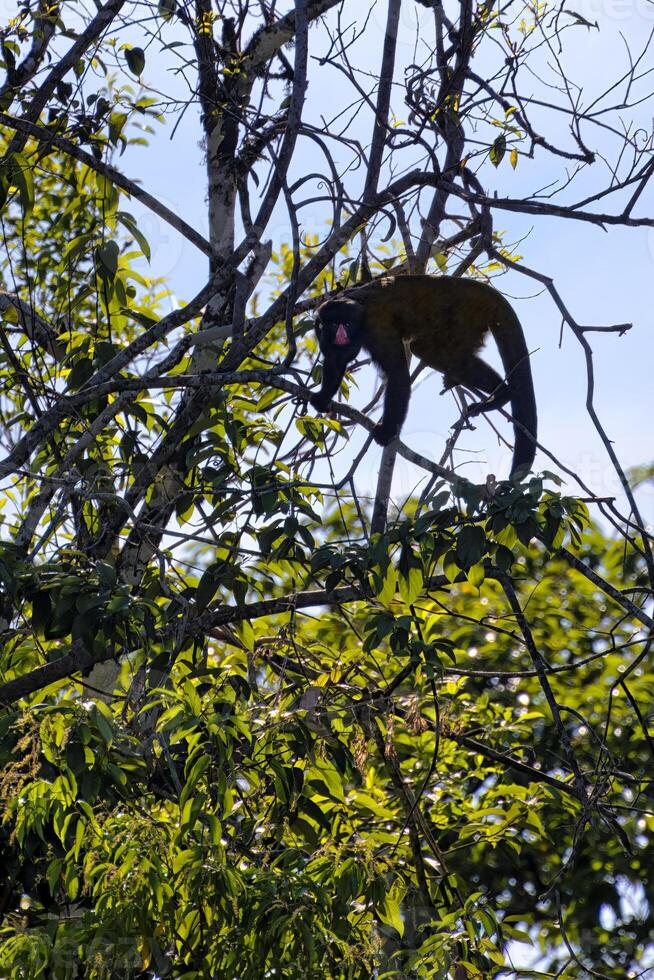 rood neus gebaard saki, chiropoten albinasus, amazon bassin, Brazilië foto