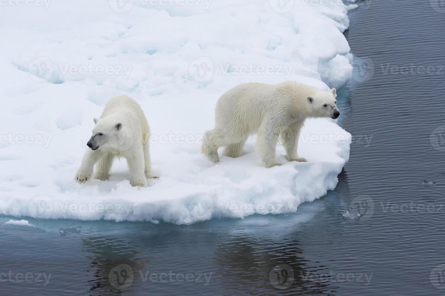 moeder polair beer, ursus maritimus, met een welp Aan de rand van een smelten ijs ijsschots, Spitsbergen eiland, Spitsbergen archipel, Noorwegen, Europa foto