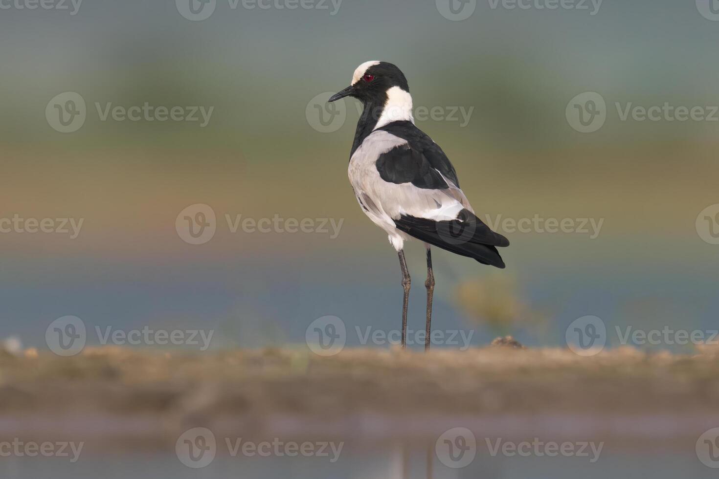 smid kievit of smid plevier, vanellus armatus, kwazulu natal provincie, zuiden Afrika foto