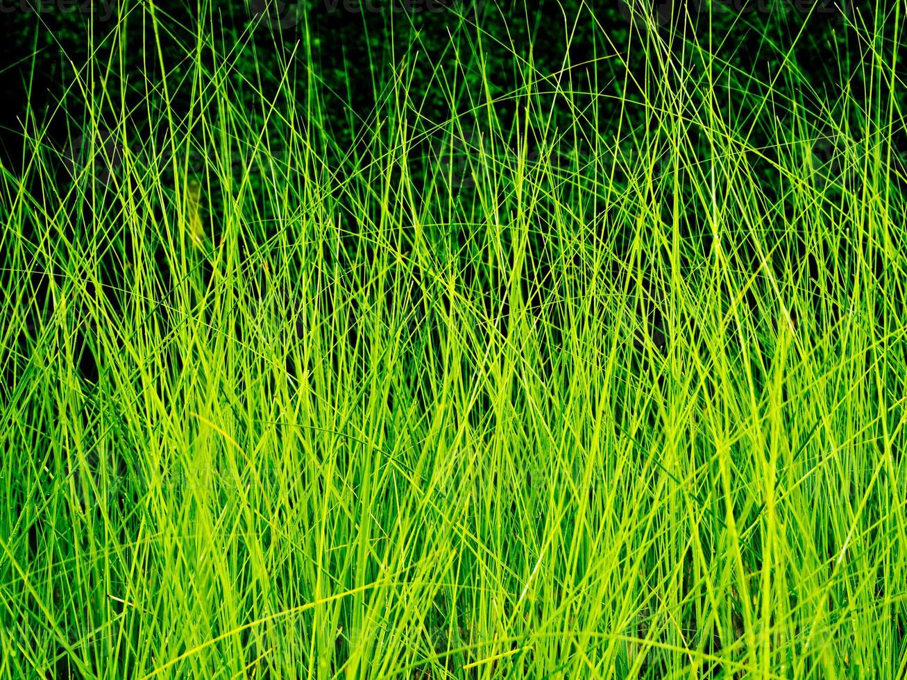 verlichting Aan gras blad in wind Bij nacht foto