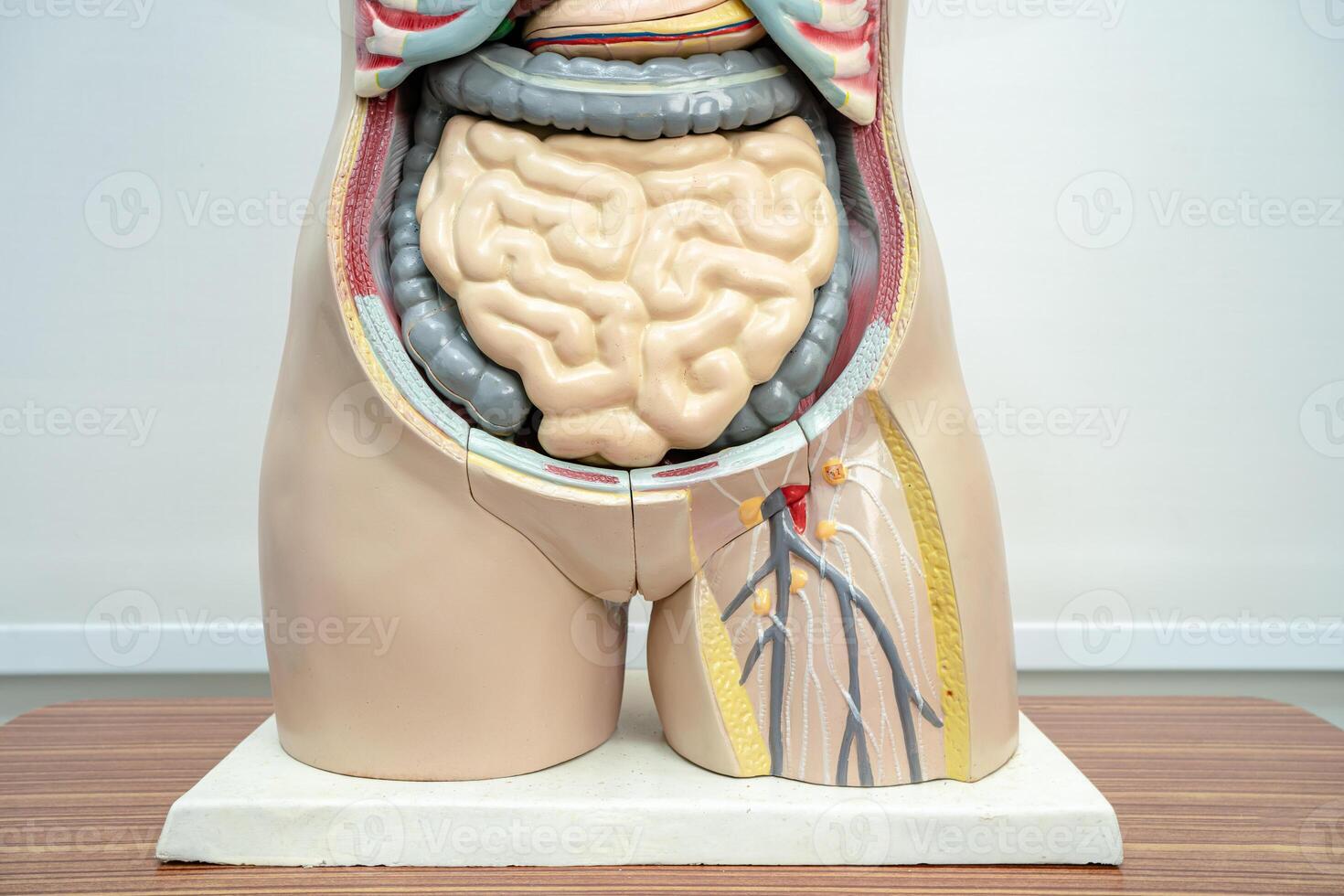 menselijk penis met darm in vrouw lichaam model- anatomie voor medisch opleiding Cursus, onderwijs geneeskunde onderwijs. foto