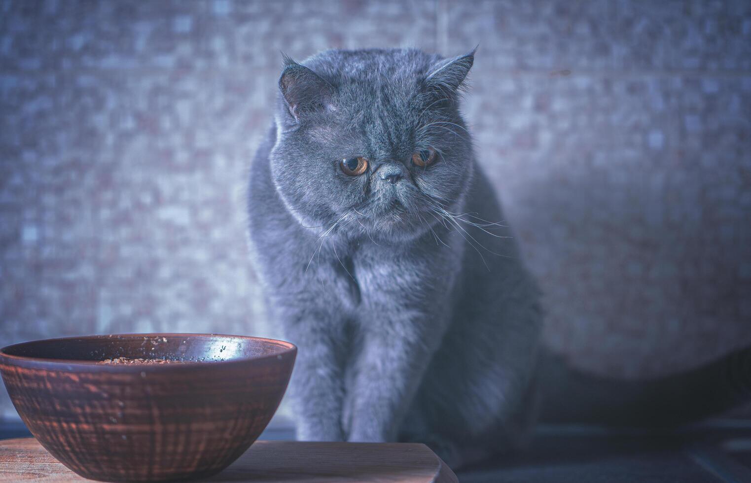 groot exotisch blauw kat met bruin ogen foto