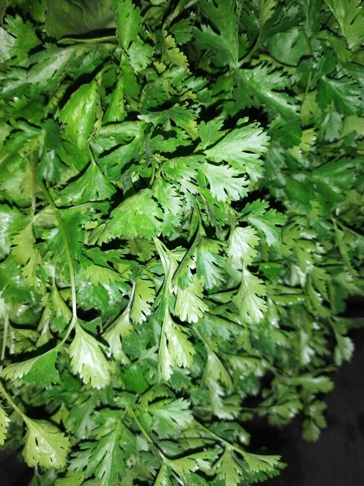 koriander is een van de meest populair ingrediënten in onze Koken. niet enkel en alleen in Bengaals keuken, maar ook in divers Indisch keukens, de gebruik van koriander bladeren is merkbaar. haar aroma neemt toe foto