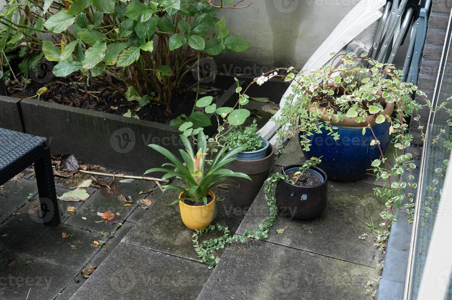ingemaakt planten Aan regenachtig patio foto
