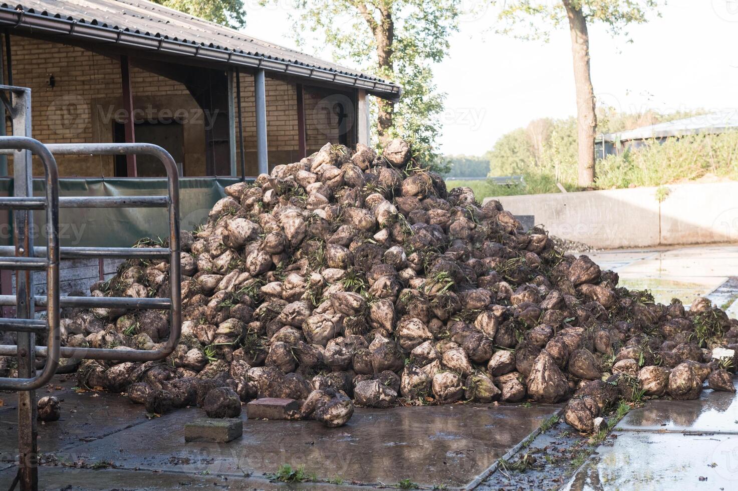 hoop van wortel groenten Aan boerderij foto