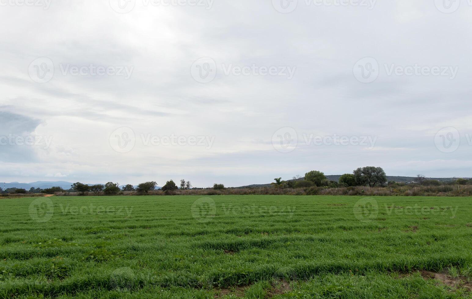 agrarisch productie van groen haver met ruimte voor tekst foto