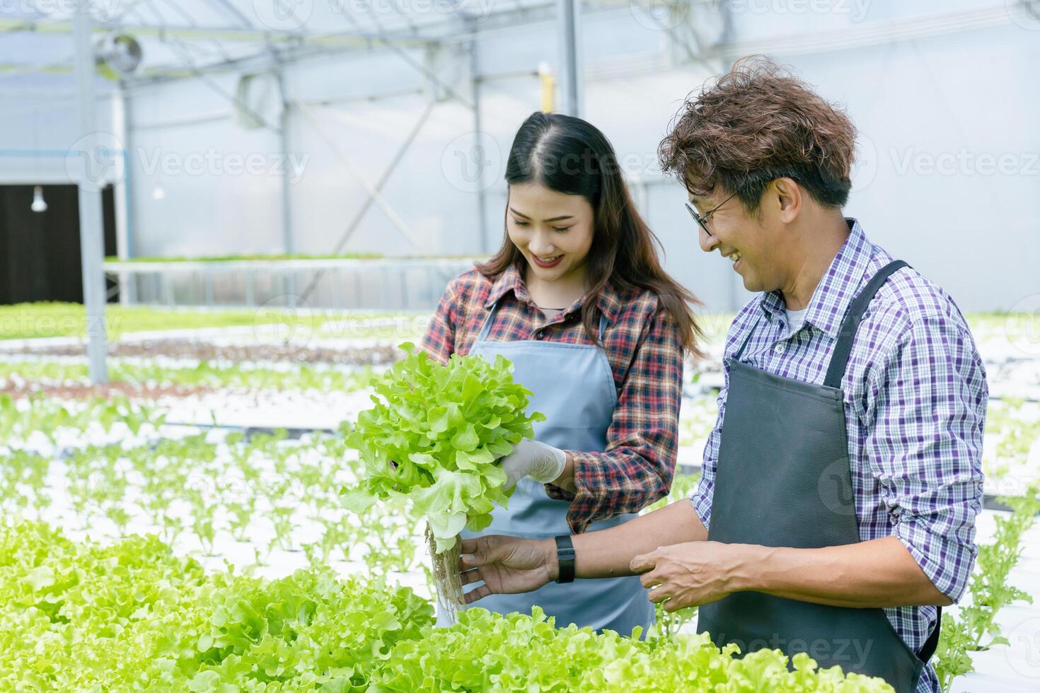 mensen met hydrocultuur biologisch boerderij groen eik sla salade groeien. paar jong landbouw bedrijf opstarten werken samen gelukkig glimlach met groente fabriek gewassen Product foto