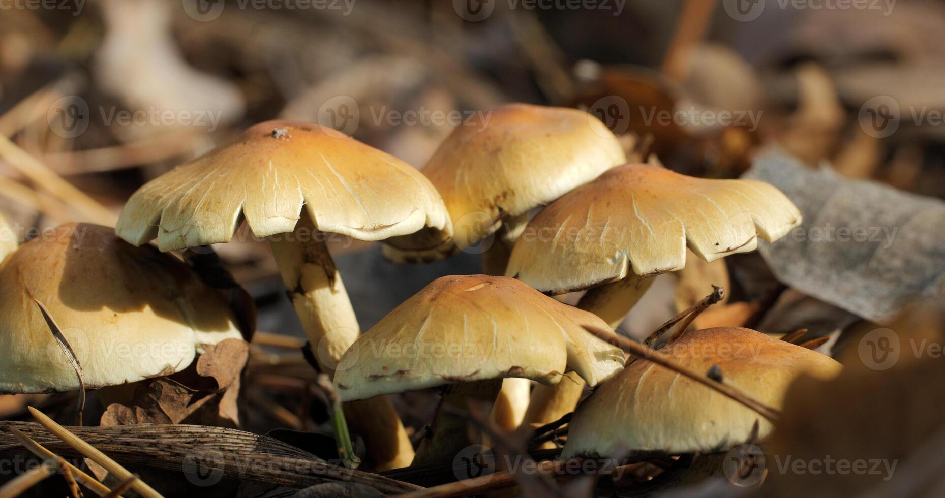 champignons in de wild Woud in herfst seizoen. detailopname foto