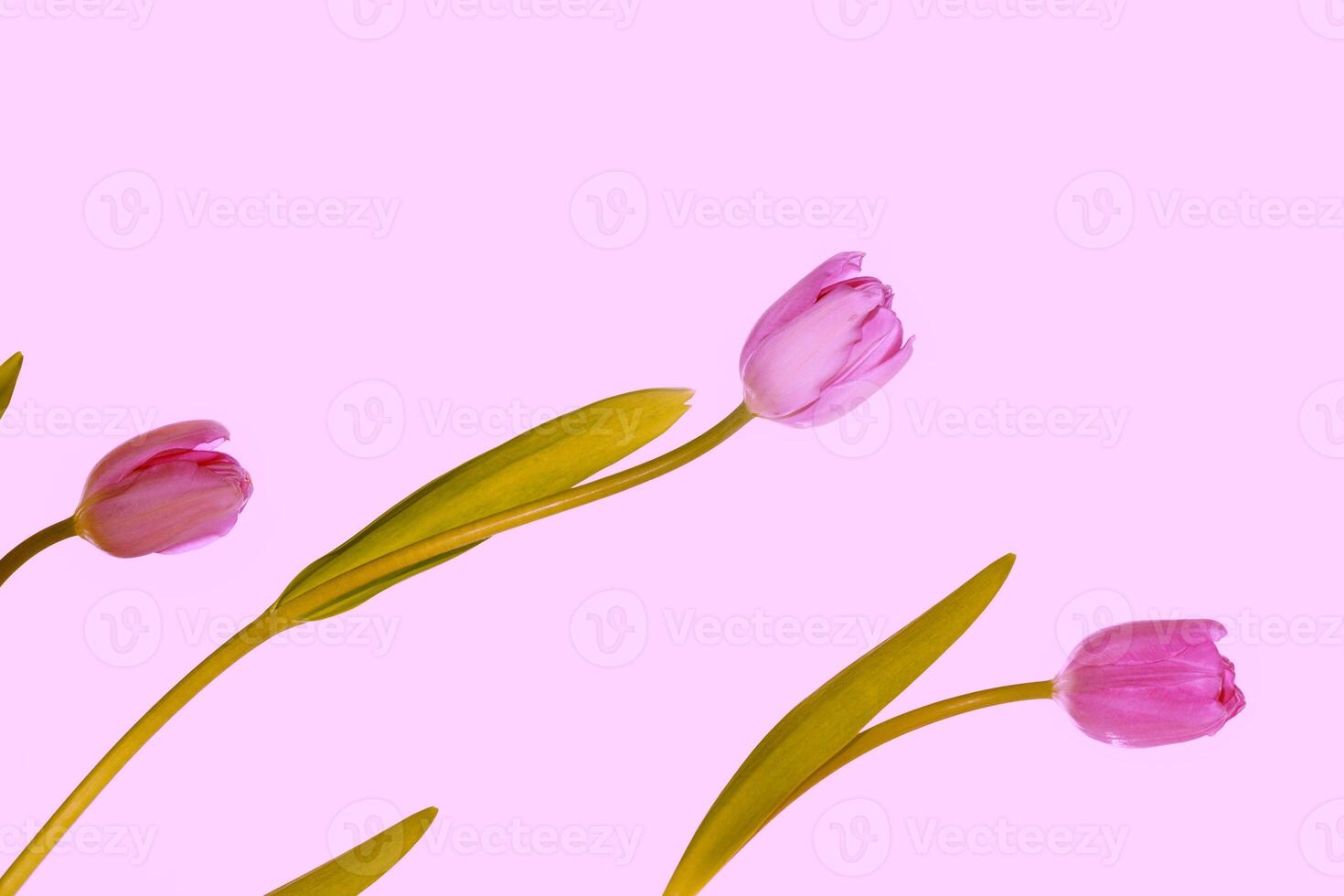 boeket. mooi tulp bloemen Aan licht achtergrond foto