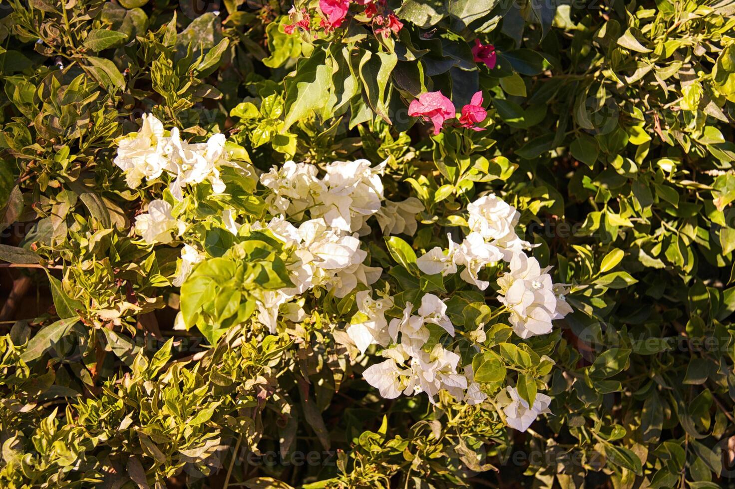 bougainvillea bloemen boom foto