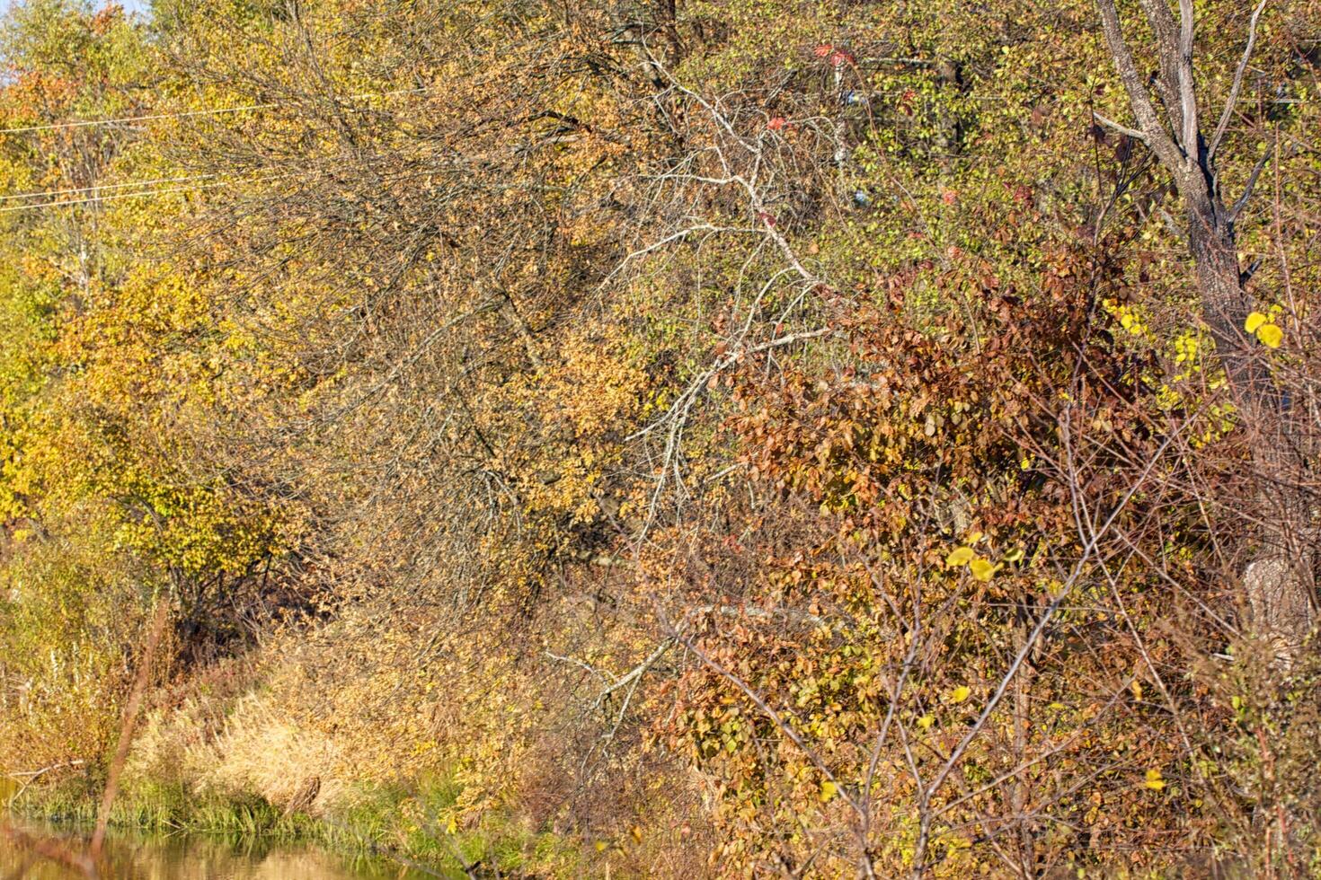 mooi landschap. veld- en rand van Woud foto