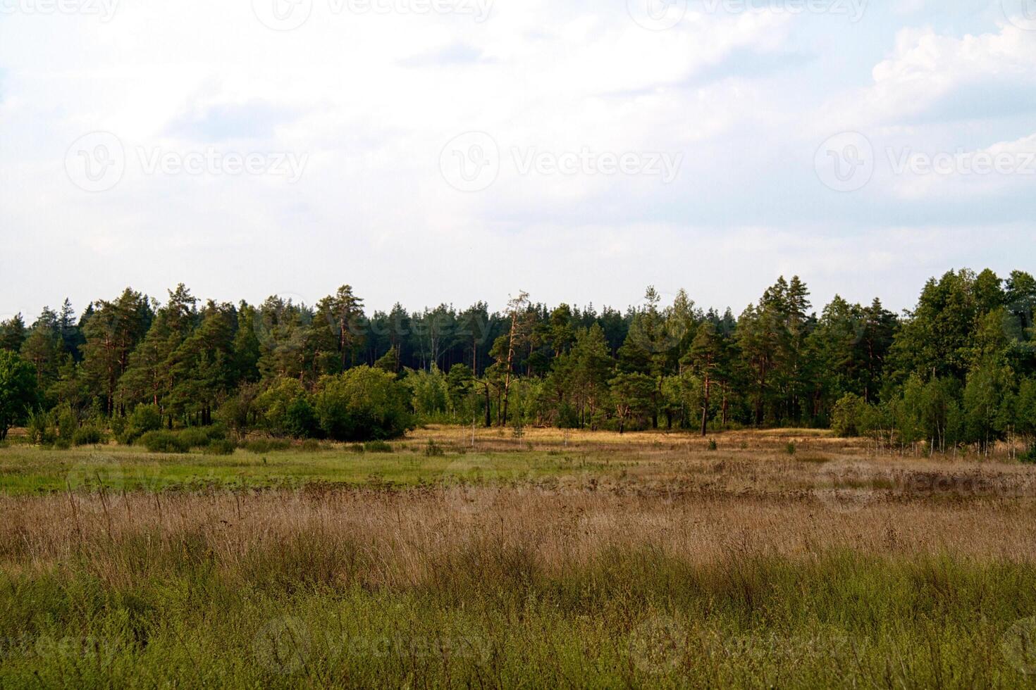 grasvallei in bos in de zomer foto