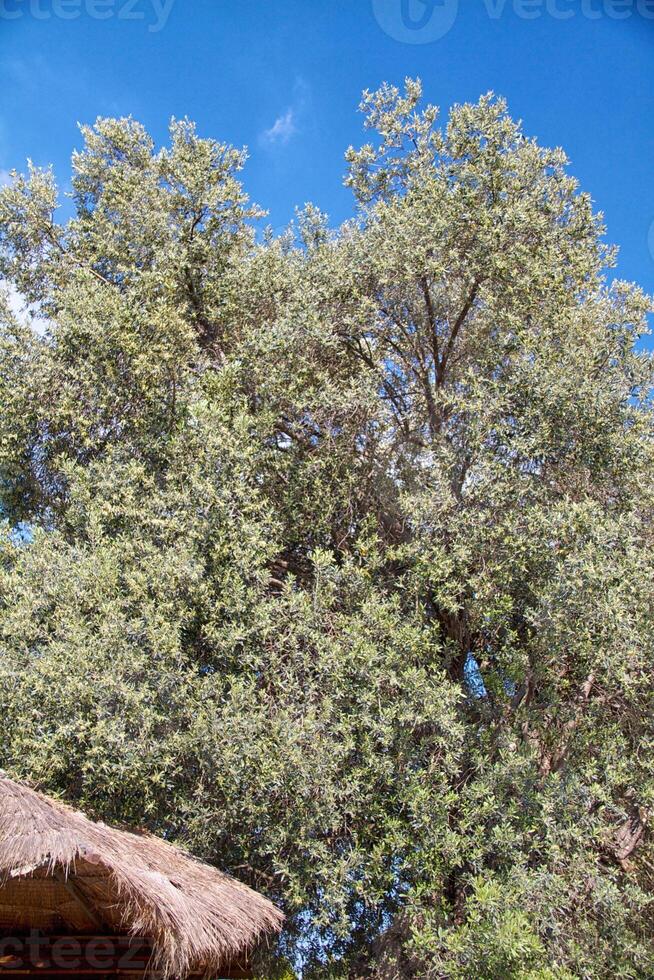 hoge berg en rotsen in griekenland rhodos foto