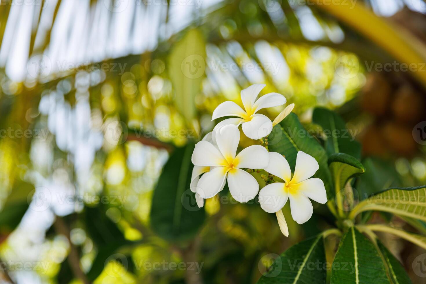 bomen met takken van wit frangipani bloemen. bloeiend frangipani bloem Aan een achtergrond van groen bladeren foto